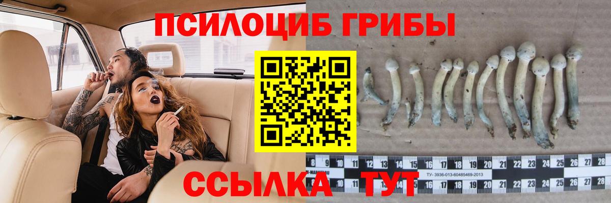 Галлюциногенные грибы Psilocybe Барнаул